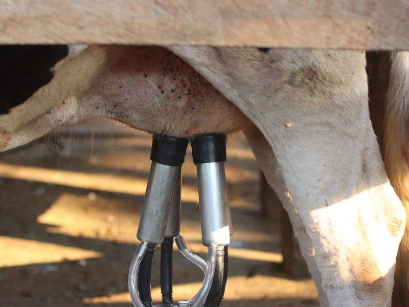 Cow's milk, 2%