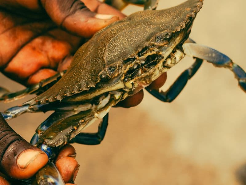 Crab, cooked