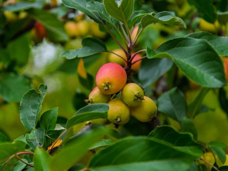 Crabapple, raw