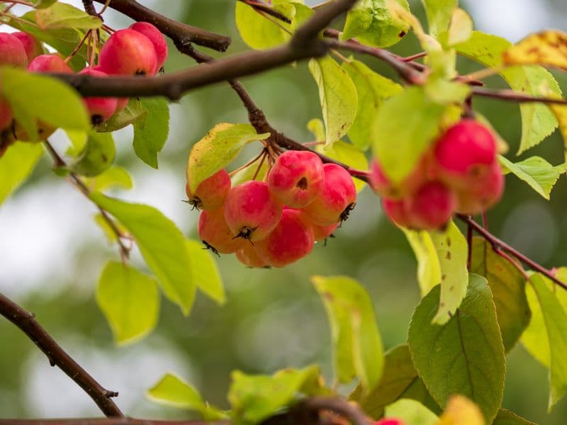 Crabapples, raw