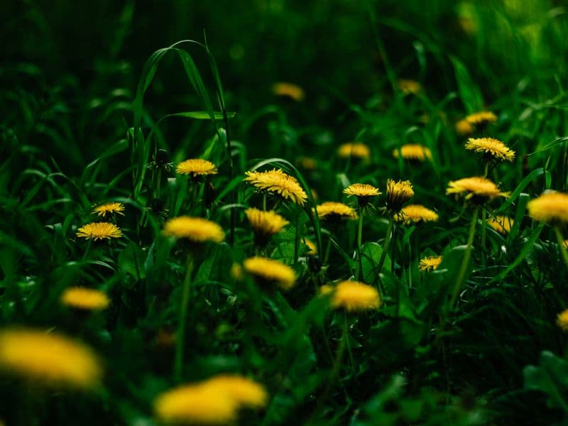 Dandelion greens, cooked