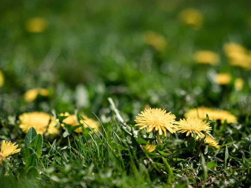 Dandelion greens, raw