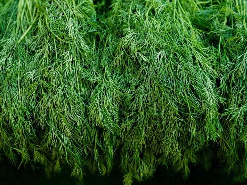 Dill weed, dried