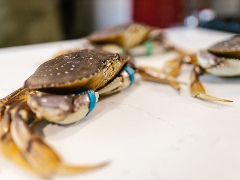 Dungeness crab, cooked