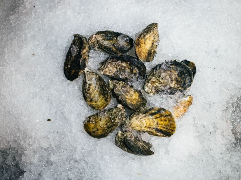 Oyster, eastern, cooked