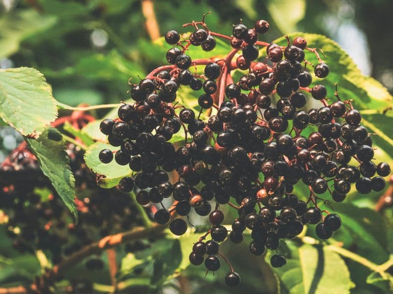 Elderberries, raw