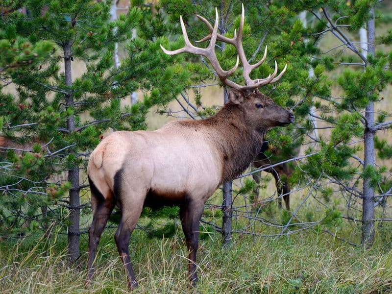 Elk, cooked