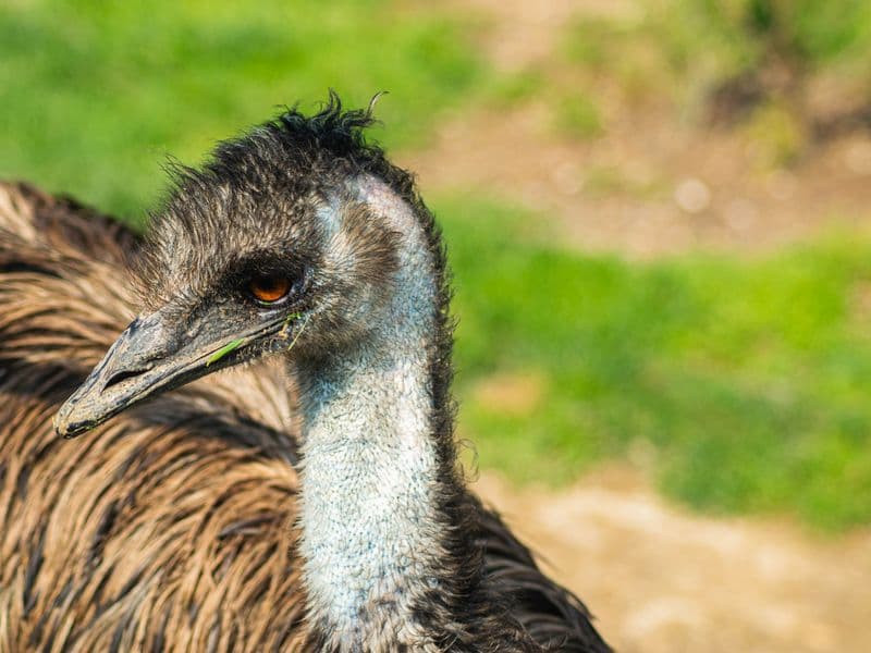Emu, cooked