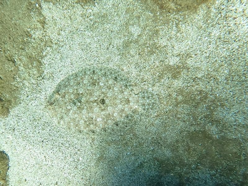 Flounder/sole, cooked