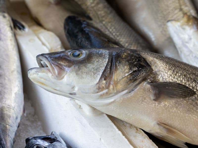 Freshwater bass, cooked