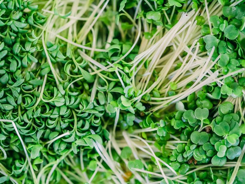 Garden cress, raw