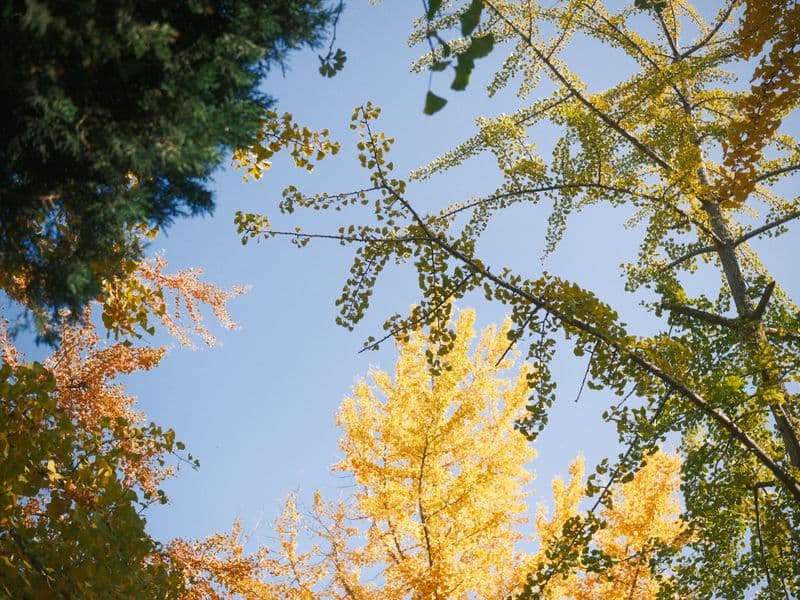 Ginkgo nuts, canned