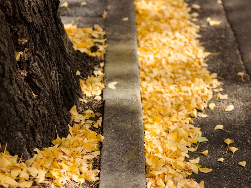 Ginkgo nuts, dried