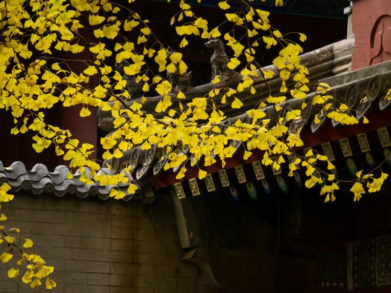 Ginkgo nuts, raw