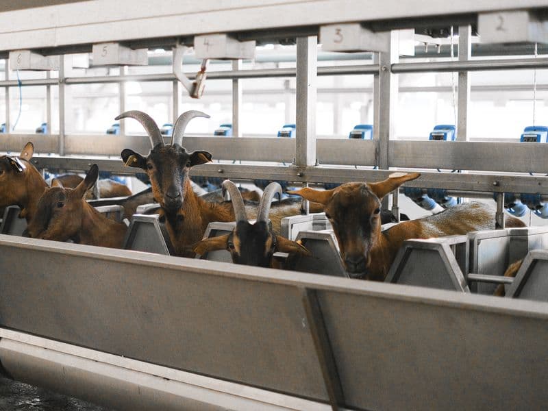 Goat milk