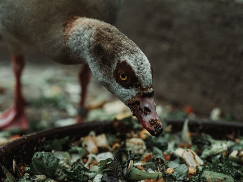 Goose, meat only, roasted