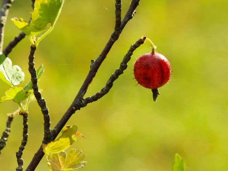 Gooseberries, canned
