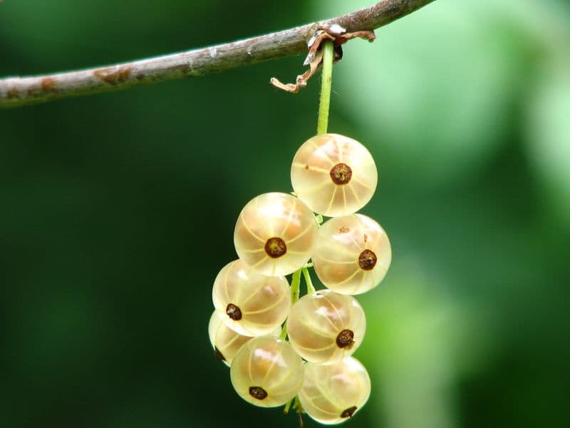 Gooseberries, raw