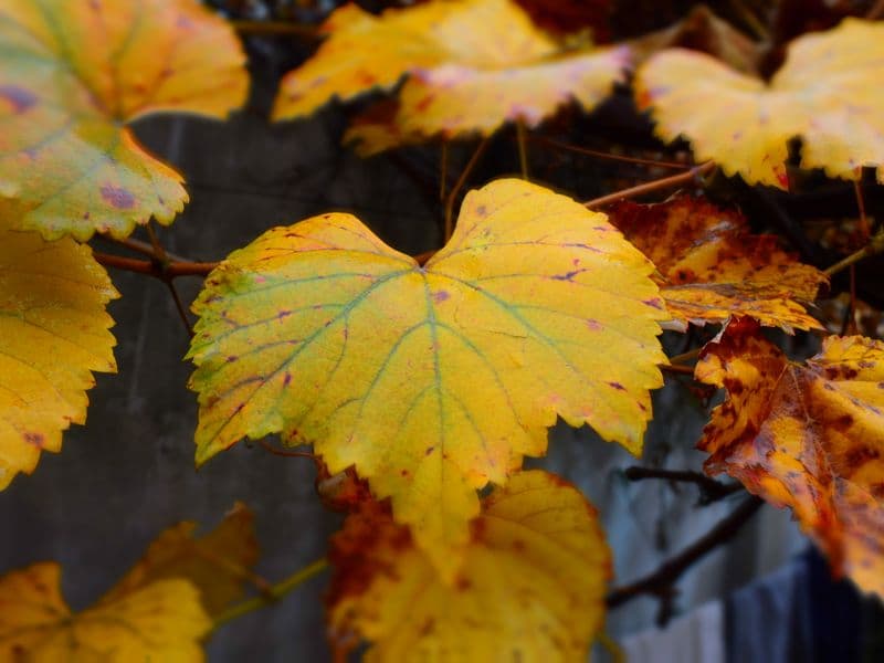 Grape leaves, canned