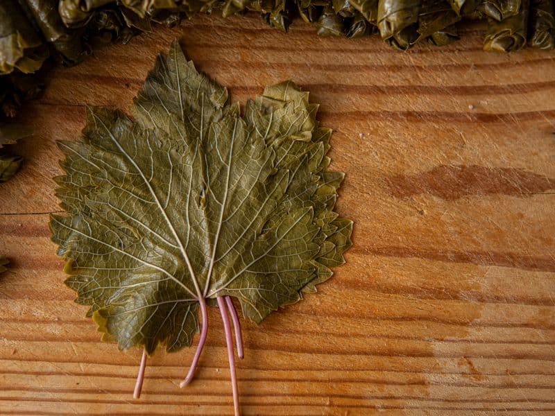 Grape leaves, canned
