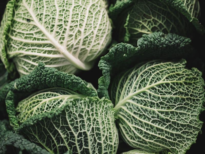 Green cabbage, cooked