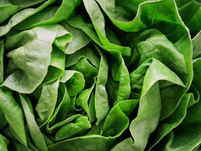 Green leaf lettuce, raw