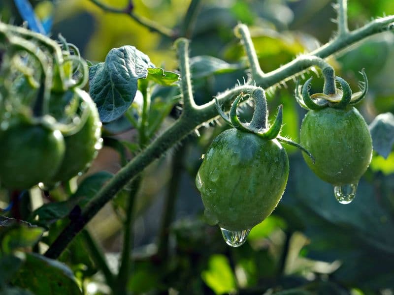 Green tomatoes, raw