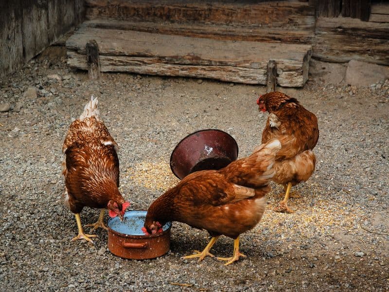 Ground chicken, cooked