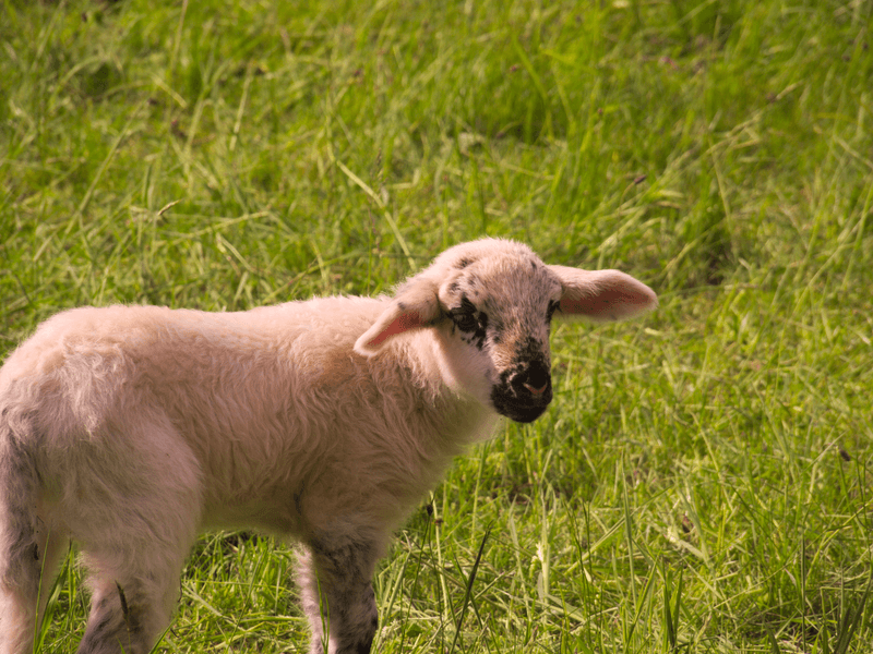 Ground lamb, cooked