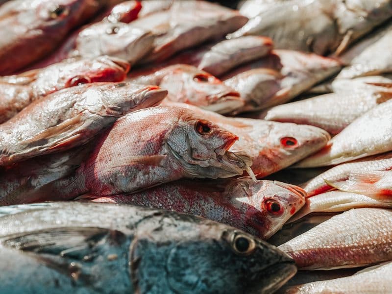 Grouper, cooked
