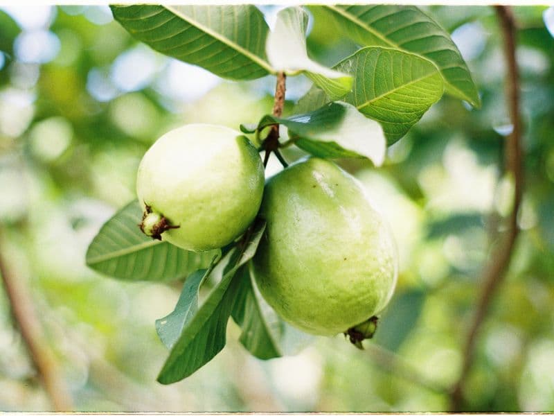 Guava nectar