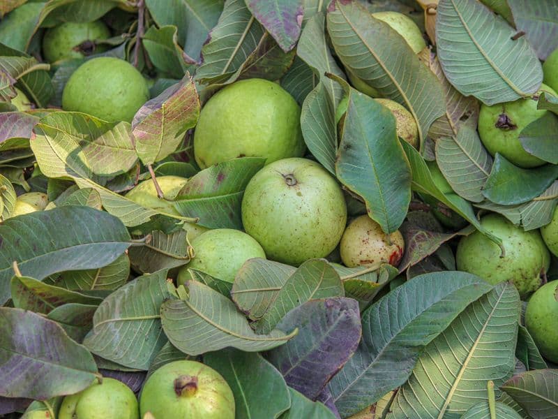 Guava sauce, cooked