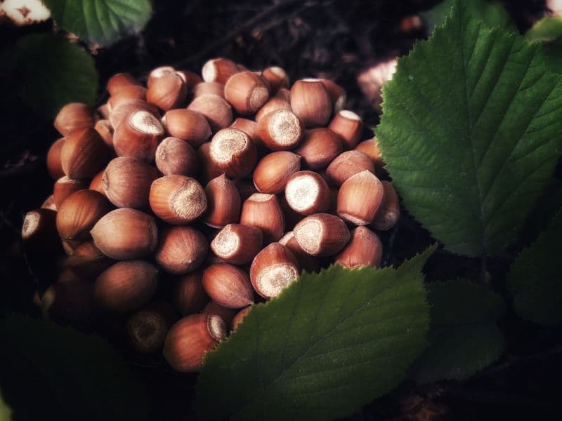 Hazelnuts