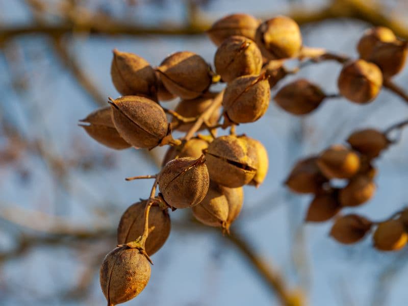 Hickory nuts, dried