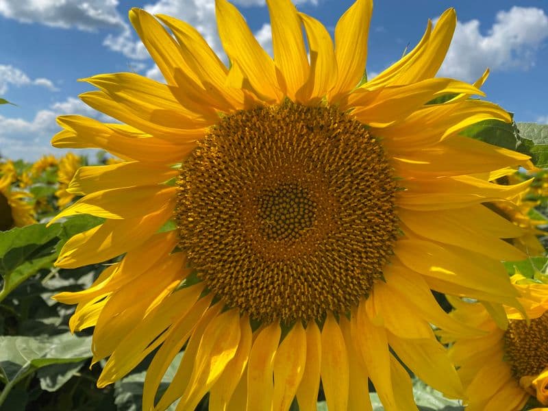 Sunflower oil, high oleic