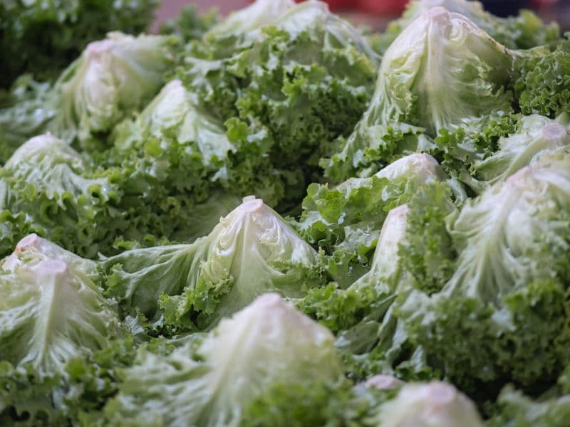 Iceberg lettuce, raw