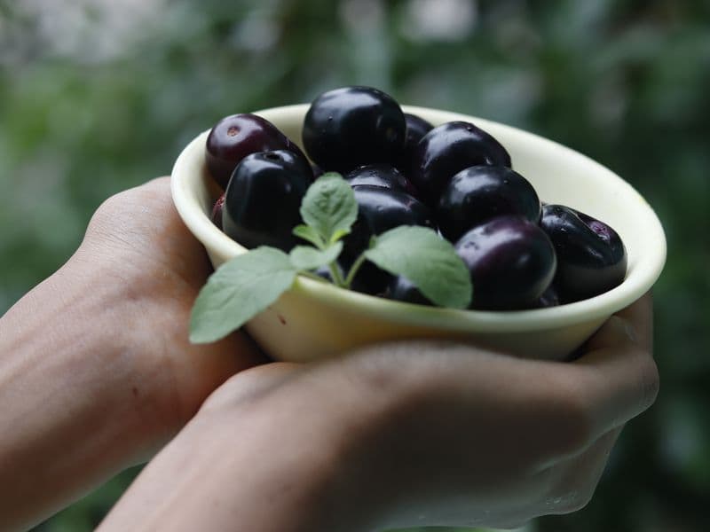 Java plum (jambolan), raw