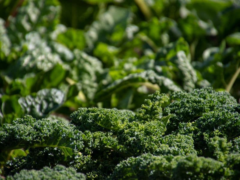 Kale, cooked