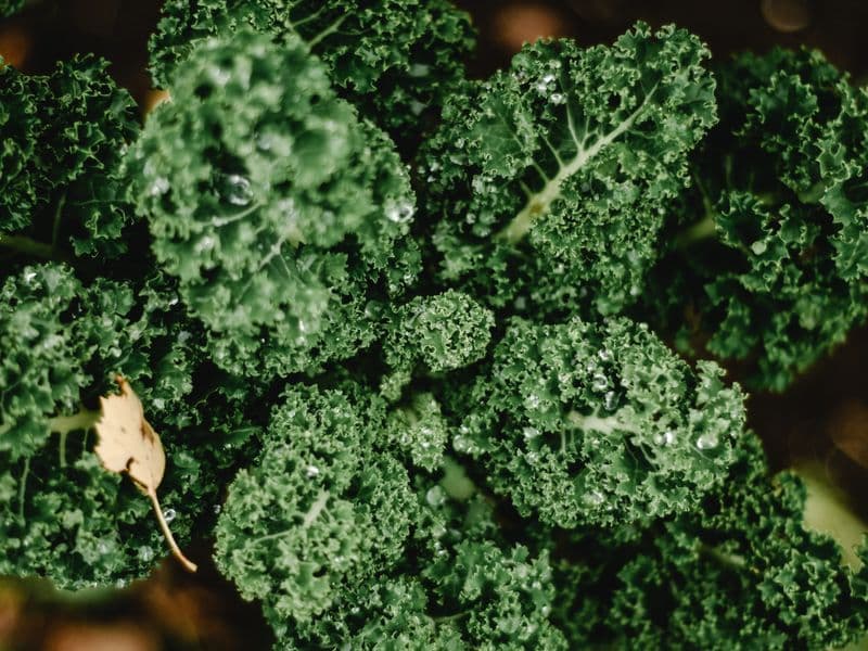 Kale, frozen, cooked