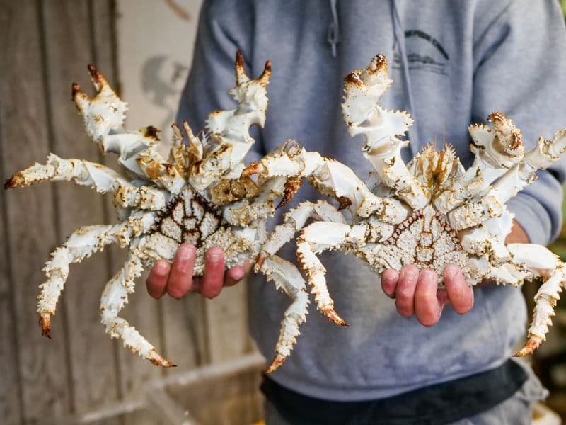 King crab, cooked