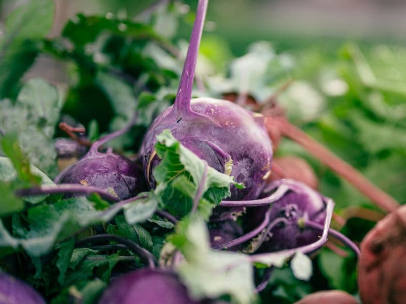 Kohlrabi, raw