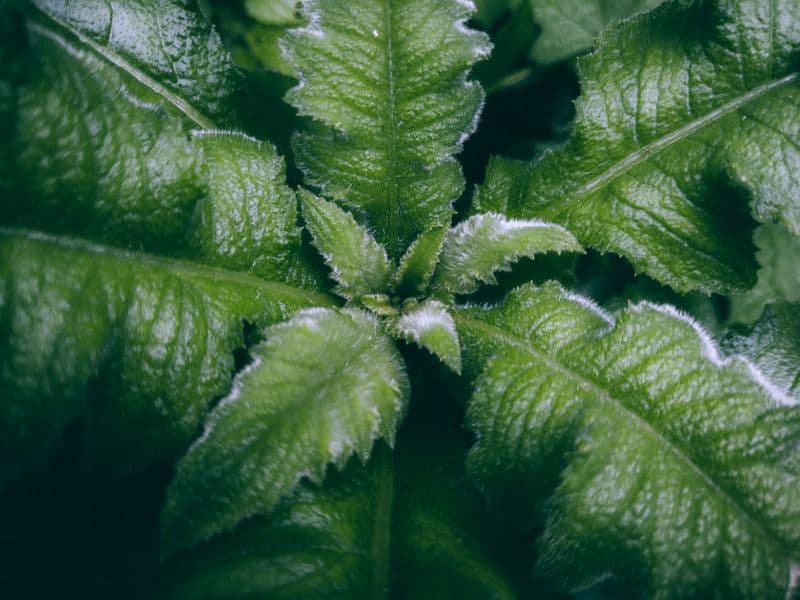 Lambsquarters, cooked