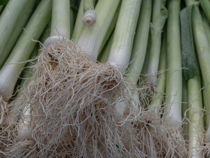 Leek, raw