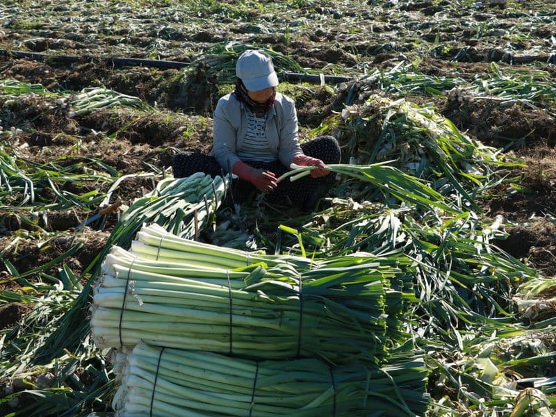 Leeks, cooked
