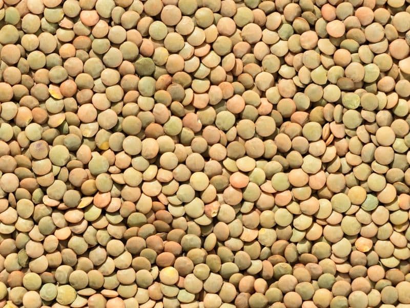 Lentils, cooked