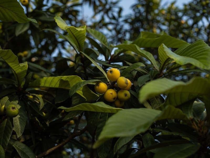 Loquat, raw