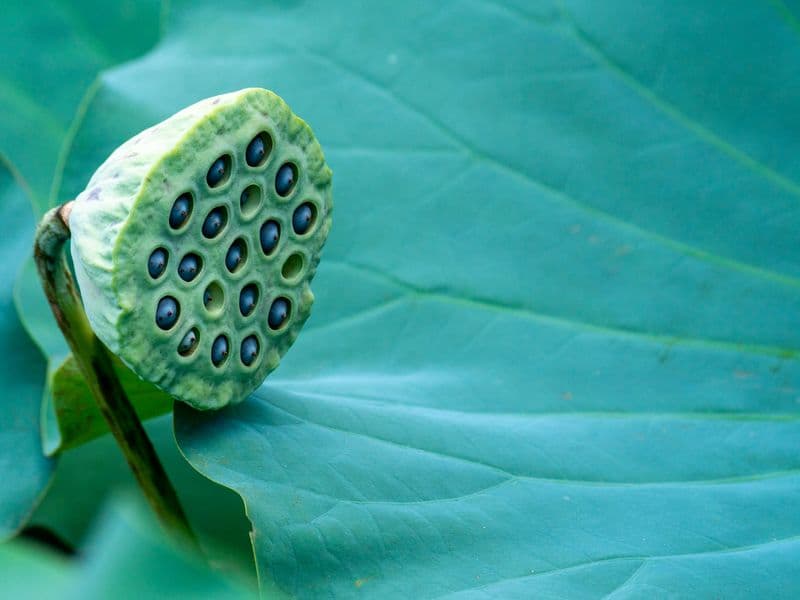 Lotus seeds, dried