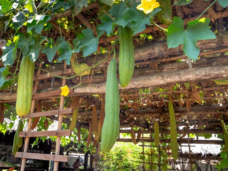 Luffa (towel gourd), cooked
