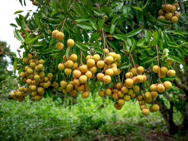 Lychee, raw