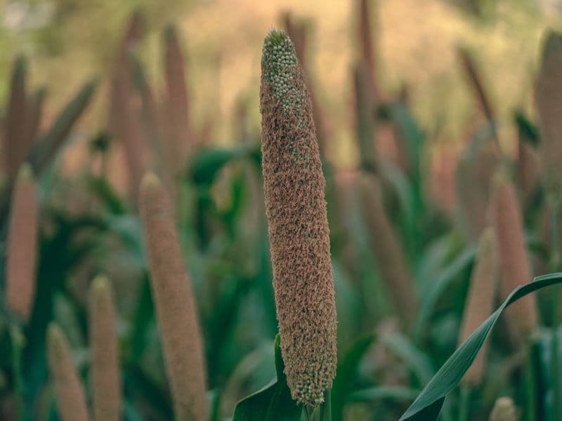 Millet, cooked